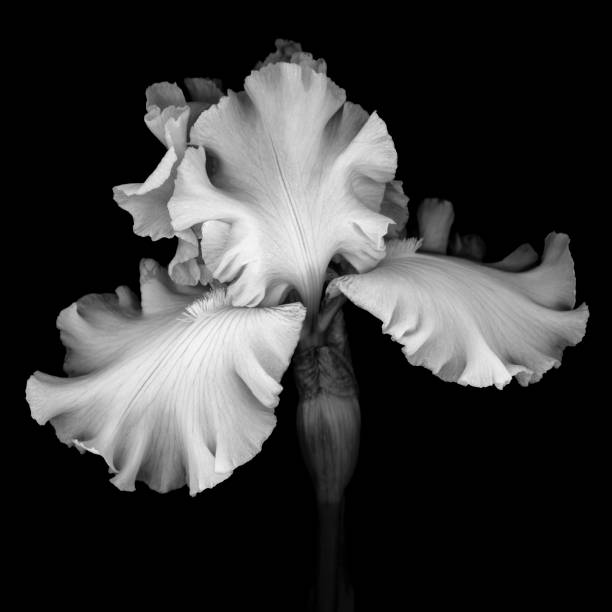Monochrome white Iris isolated against a black background A monochrome white bearded Iris solated against a black background. single flower photos stock pictures, royalty-free photos & images