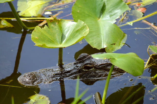 istock American alligator in the Everglades 806323230