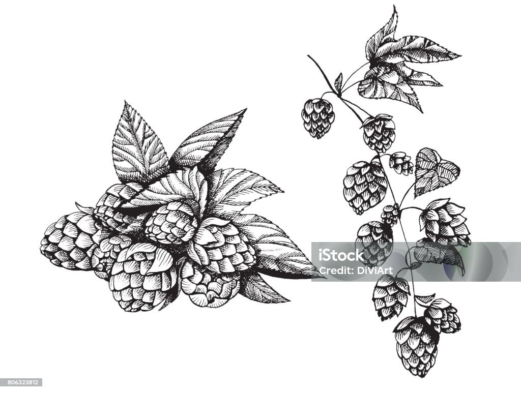 Beer hop vector illustration. Engraved style illustration. Vintage design element. Vintage beer design. Hops Crop stock vector