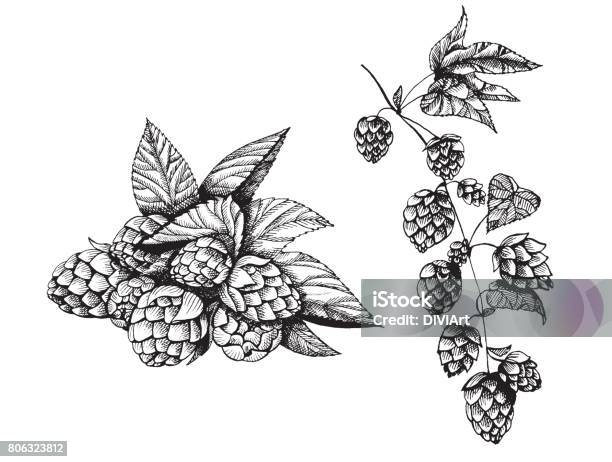 Beer Hop Vector Illustration Engraved Style Illustration Vintage Design Element Vintage Beer Design Stock Illustration - Download Image Now