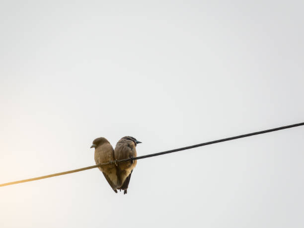 the birds on electric cable