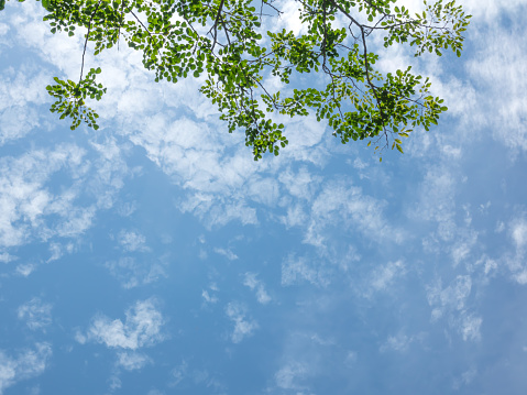 looking up the blue sky and blurred trees