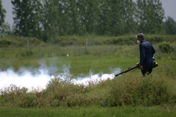 istock Thermal Fog application against to the pest 806331634