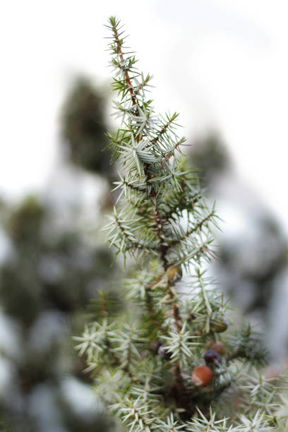 Juniper plant, tree, juniper juniperus oxycedrus stock pictures, royalty-free photos & images