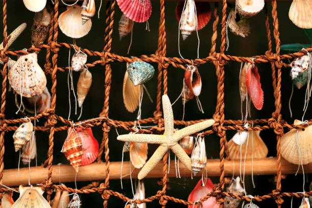istock panel of the shells of marine molluscs 806334692