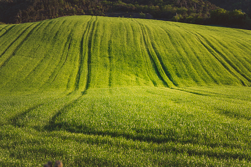 Green fields of wheat in Tuscany, travel and tourism, agricultural, landscape in beautiful nature, vacations, rural scene