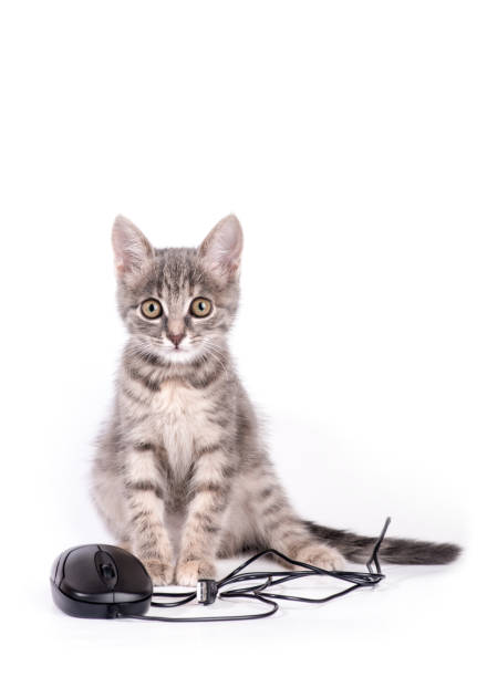 gatinho brincando com um rato de computador isolado no fundo branco - domestic cat computer laptop kitten - fotografias e filmes do acervo