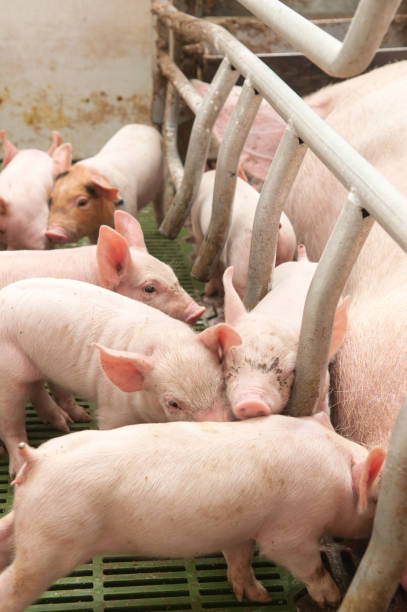 istock Small and funny pink piglet in a pigpen 806339498