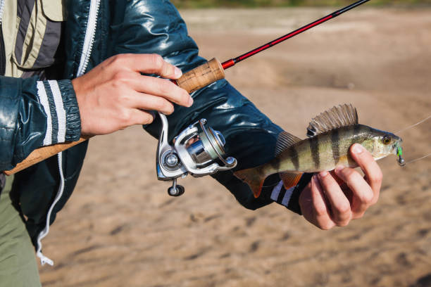 Fisherman holding a bass in his hand and spinning the coil. Fish caught on jig lure. Ultralight spinning Fisherman holding a bass in his hand and spinning the coil. Fish caught on jig lure. Ultralight spinning ultralight photos stock pictures, royalty-free photos & images