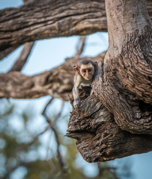 istock A young Vervet monkey starring at the camera. 806350382