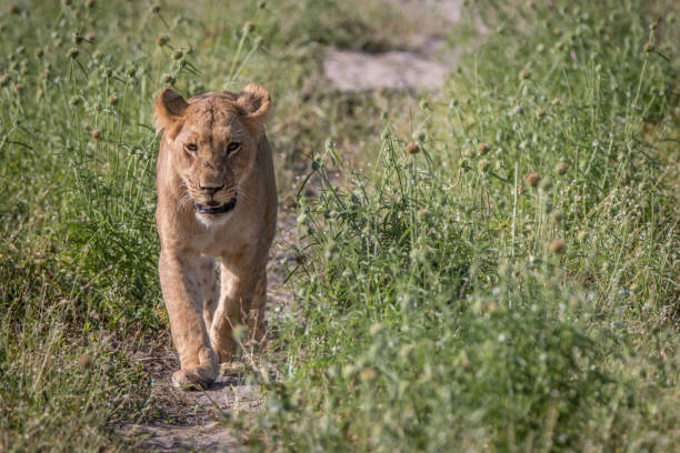 istock A Lion cub walking towards the camera. 806350452