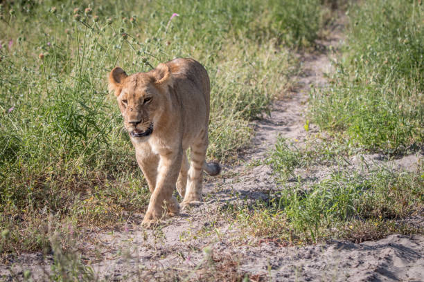 istock A Lion cub walking towards the camera. 806350482