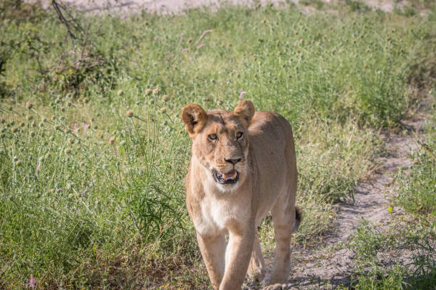 istock A Lion cub walking towards the camera. 806350584