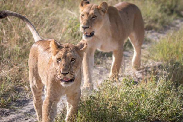 istock Two Lions bonding on the road. 806350594