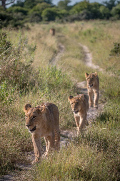 istock A pride of Lions walking on the road. 806350686