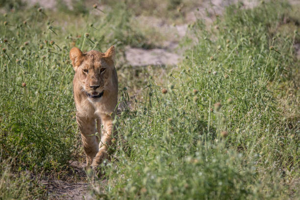istock A Lion cub walking towards the camera. 806350770