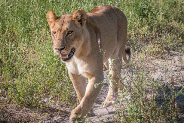 istock A Lion cub walking towards the camera. 806350884