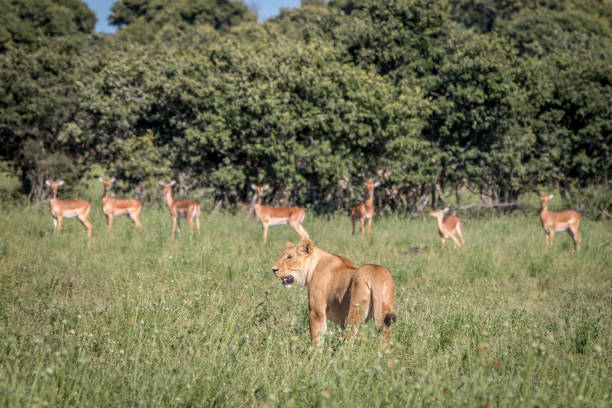 istock A Lion with Impalas on the background. 806351906