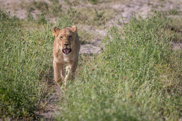 istock A Lion cub walking towards the camera. 806352732