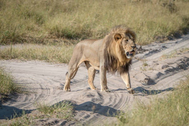istock A male Lion walking on the road. 806352754