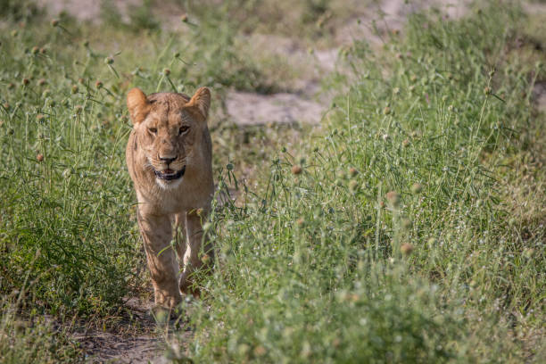 istock A Lion cub walking towards the camera. 806354766