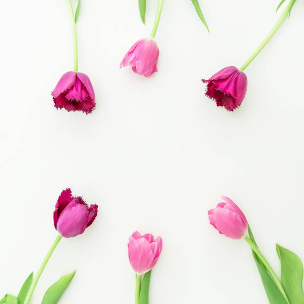 istock Pink tulip on white background. Flat lay, top view. 806357900
