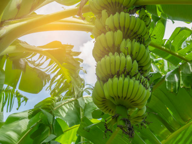plátano y hojas en los árboles de plátano - banana plantation green tree fotografías e imágenes de stock