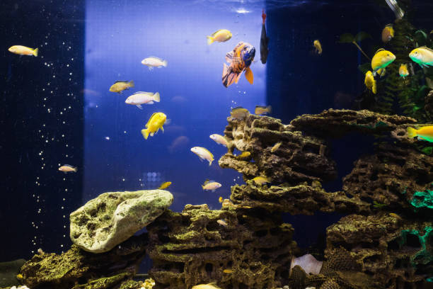 istock Colored fish swimming in an aquarium. Sea creatures. Abstract background 806363024