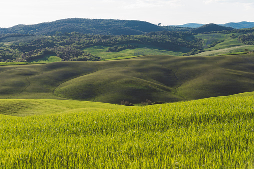 Green fields of wheat in Tuscany, travel and tourism, agricultural, landscape in beautiful nature, vacations, rural scene