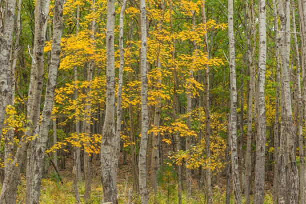 istock Beautiful fall colors of Acadia, Maine. 806367668