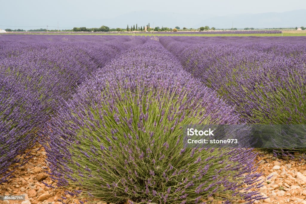 Flowering lavender camp in Provence, France Flowering lavender field in Provence, France Bush Stock Photo