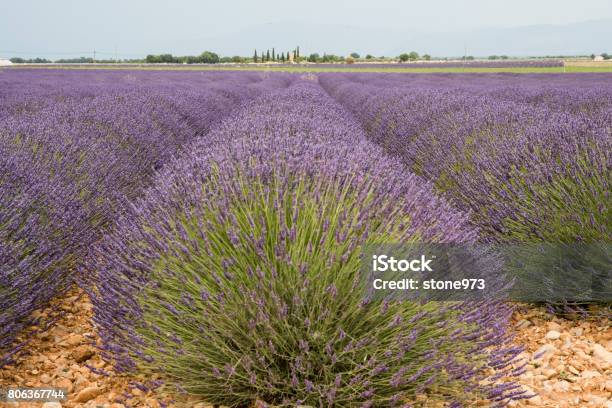 Flowering Lavender Camp In Provence France Stock Photo - Download Image Now - Bush, Colors, Flower