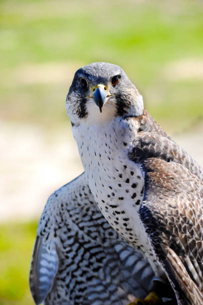 istock Gyr-Peregrine Falcon 806372920