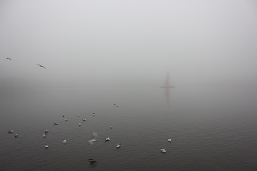 Gulls at Alster Lake