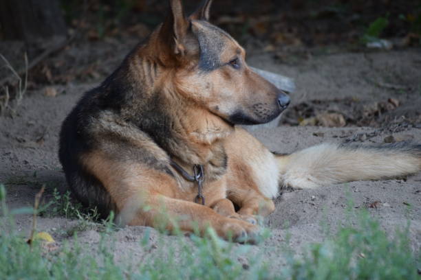 istock Guard dog, German shepherd, lies down and keeps its home 806377346