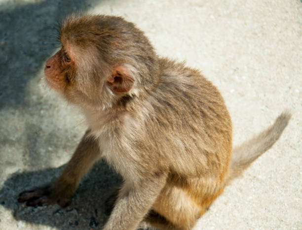 istock A monkey sitting on the ground. Small and sweet. 806380898