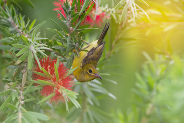istock Beautiful bird perching on red brush flower in sunny day with sunlight. 806381140