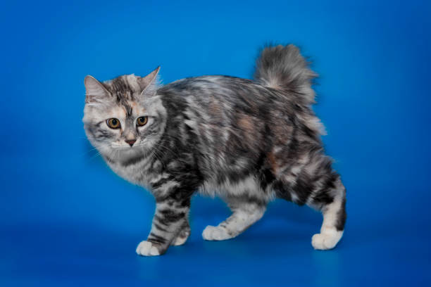 istock Bobtail cat portrait isolated on blue background 806391584