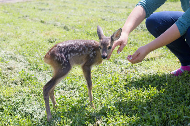 istock Taking care of a baby deer 806391646