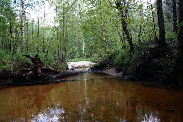 istock Beautiful forest landscape with reflection in the waters of a forest stream 806391648