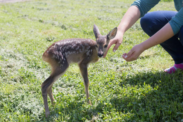istock Taking care of a baby deer 806391660