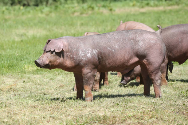 Duroc breed pig posing at animal farm on pasture Young duroc breed pig pose on natural environment berkshire pig stock pictures, royalty-free photos & images