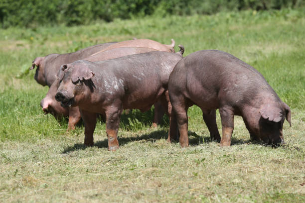 Closeup of a young duroc pigs on the meadow Young duroc pig herd grazing on farm field summertime berkshire pig stock pictures, royalty-free photos & images