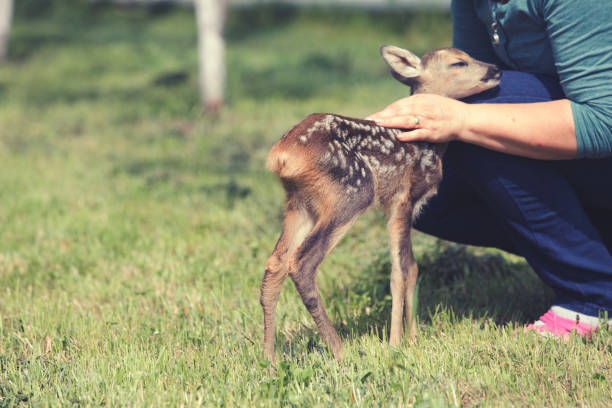White-tailed deer fawn in a backyard
