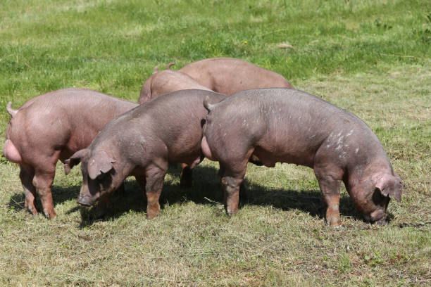 Young duroc pig herd grazing on farm field summertime Duroc breed pigs at animal farm on pasture berkshire pig stock pictures, royalty-free photos & images