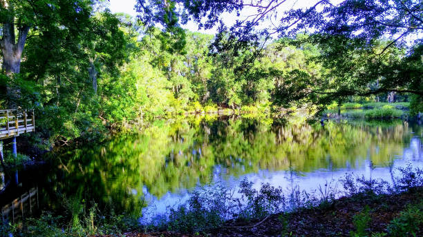 istock St. Simons Island GA nature pond 806394408