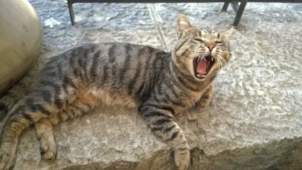 A cat in the coffee shop, outside, yawning like a dangerous beast