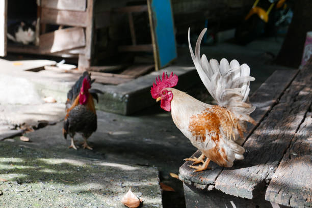 istock Bantam a small variety of poultry, especially chickens 806401968