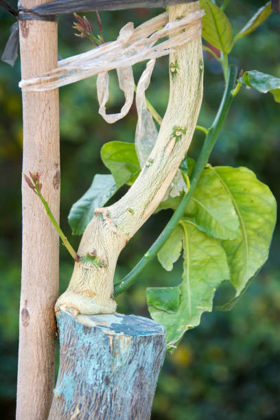 istock Agricultural grafting of citrus fruit trees 806402612