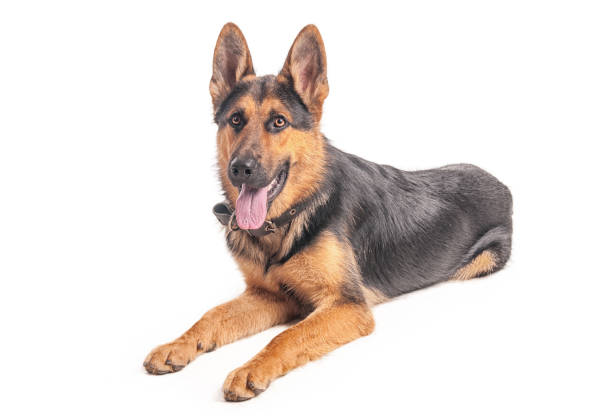 istock Beautiful young shepherd on a white background 806404734